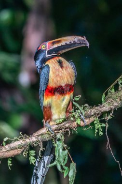 Ateşli gagalı Aracari - Pteroglossus frantzii bir Toucan 'dır. Sadece güney Kosta Rika ve batı Panama 'nın Pasifik yamaçlarında ürerler.