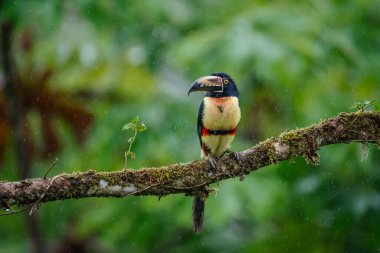 Ateşli gagalı Aracari - Pteroglossus frantzii bir Toucan 'dır. Sadece güney Kosta Rika ve batı Panama 'nın Pasifik yamaçlarında ürerler.