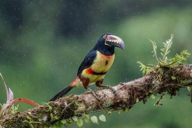 Ateşli gagalı Aracari - Pteroglossus frantzii bir Toucan 'dır. Sadece güney Kosta Rika ve batı Panama 'nın Pasifik yamaçlarında ürerler.