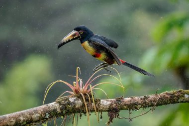 Ateşli gagalı Aracari - Pteroglossus frantzii bir Toucan 'dır. Sadece güney Kosta Rika ve batı Panama 'nın Pasifik yamaçlarında ürerler.