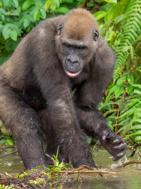 Bir Batı gorili (Goril) Afrika Gabonu.