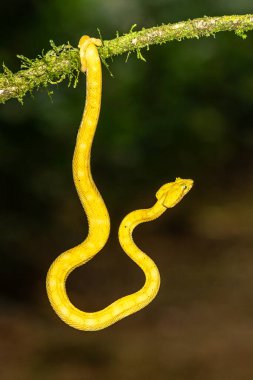 A strikingly colored yellow and white Eyelash Pit Viper, Bothriechis schlegelii, coiled in a tree and vine in Costa Rica, waiting for prey