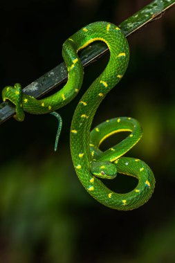 Trimeresurus hageni, Hagen 'ın engerek yılanı ormanda bulundu.