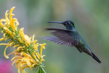 Kosta Rika 'da yeşil bir arka planda tek başına uçan yeşil menekşe kulaklı sinekkuşu (Colibri thalassinus)