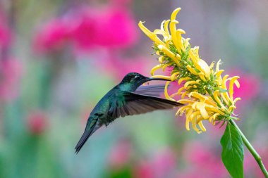 Kosta Rika 'da yeşil bir arka planda tek başına uçan yeşil menekşe kulaklı sinekkuşu (Colibri thalassinus)