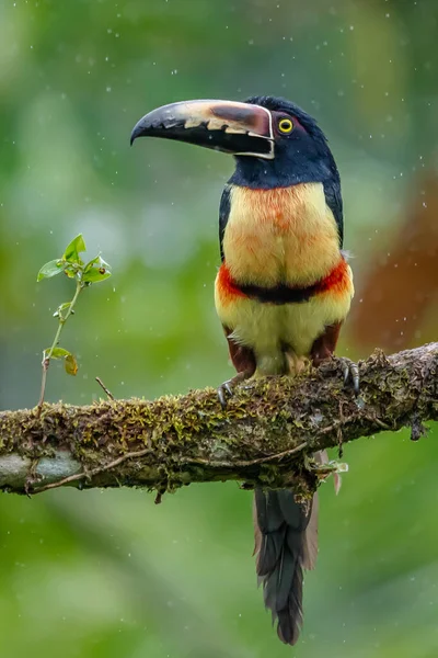 Ateşli gagalı Aracari - Pteroglossus frantzii bir Toucan 'dır. Sadece güney Kosta Rika ve batı Panama 'nın Pasifik yamaçlarında ürerler.