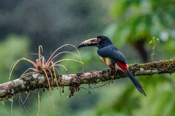 Fiery Billed Aracari Pteroglossus Frantzii Toucan Passerine Bird Breeds Only — Stock Photo, Image