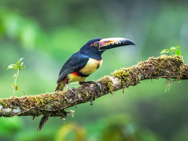 Fiery Billed Aracari Pteroglossus Frantzii Een Toekan Een Bijna Passerijnse — Stockfoto