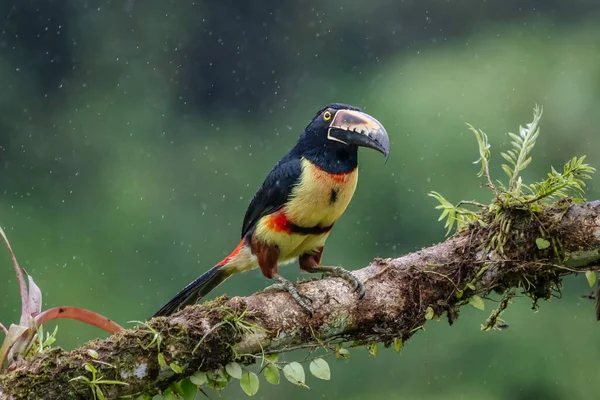 Ateşli gagalı Aracari - Pteroglossus frantzii bir Toucan 'dır. Sadece güney Kosta Rika ve batı Panama 'nın Pasifik yamaçlarında ürerler.
