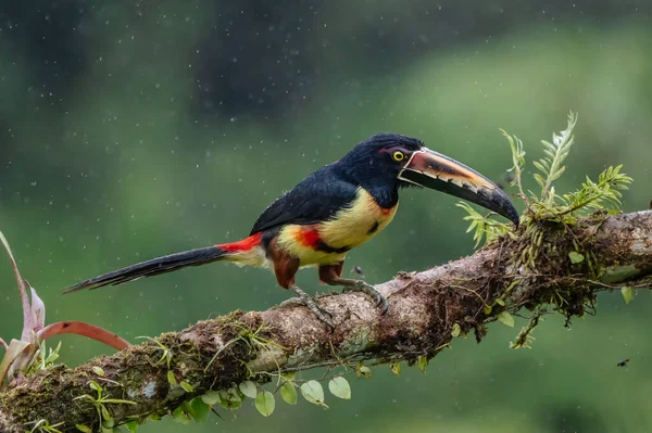 Aracari Pteroglossus Frantzii Тукан Почти Прохожая Птица Размножается Тихоокеанских Склонах — стоковое фото