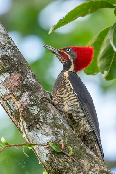 Female Lineated Woodpecker Dryocopus Lineatus Feeding Palm Tree Pantanal Brazil — стоковое фото