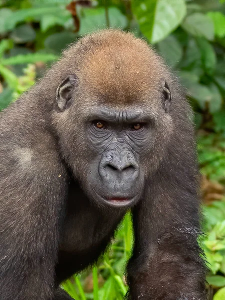 Ein Westlicher Gorilla Gorilla Gorilla Afrika Gabun — Stockfoto