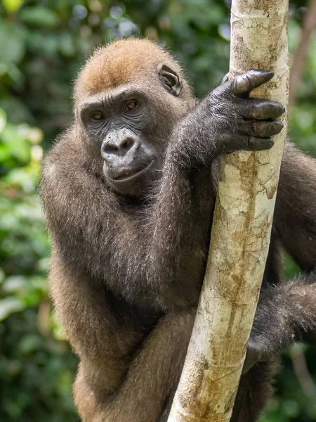 Een Westelijke Gorilla Gorilla Gorilla Afrika Gabon — Stockfoto