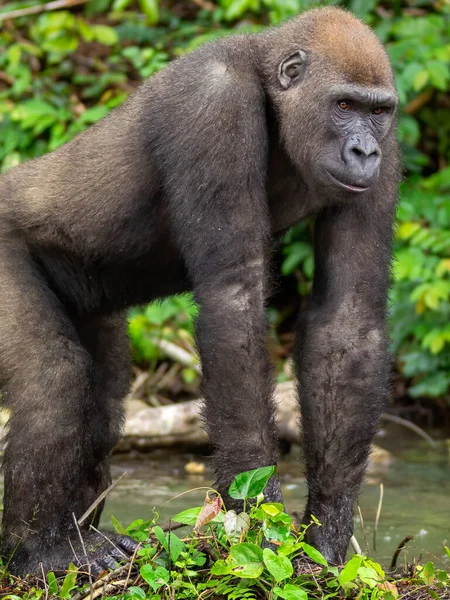 Gorilla Occidentale Gorilla Gorilla Africa Gabon — Foto Stock