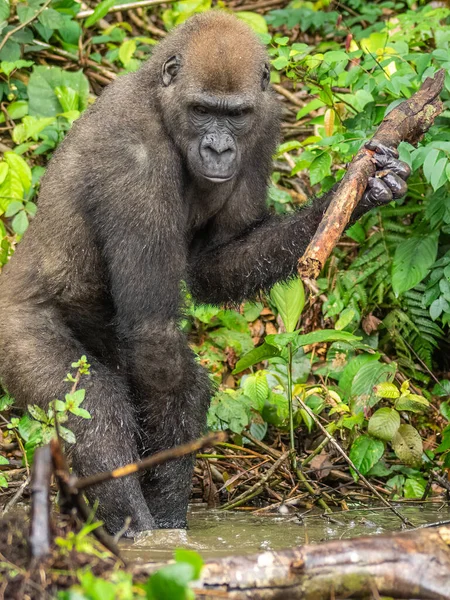 Western Gorilla Gorilla Gorilla Africa Gabon — Stock Photo, Image