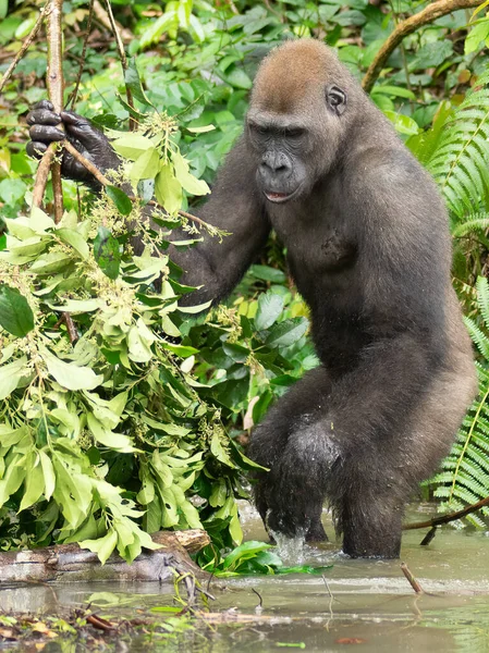 Gorille Occidental Gorilla Gorilla Afrique Gabon — Photo