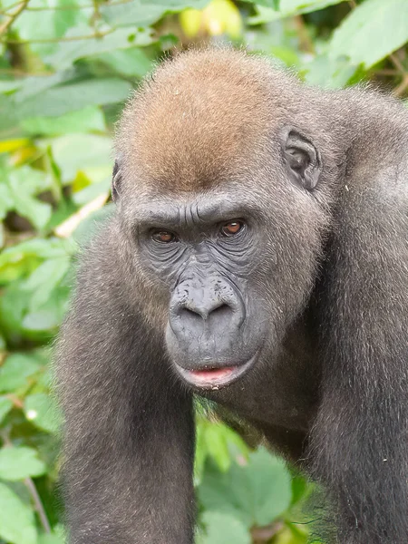 Gorille Occidental Gorilla Gorilla Afrique Gabon — Photo