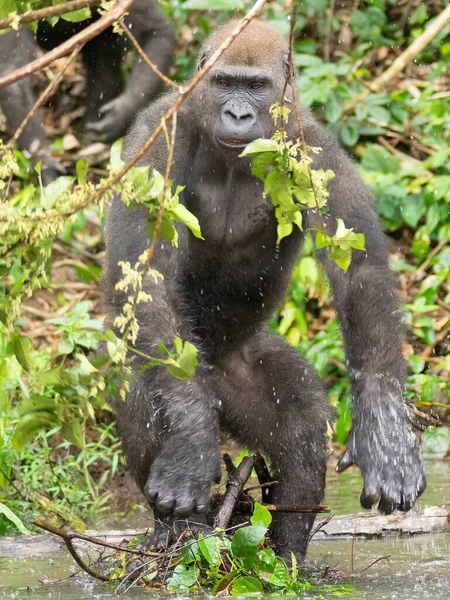 Gorila Occidental Gorila Gorila África Gabón — Foto de Stock