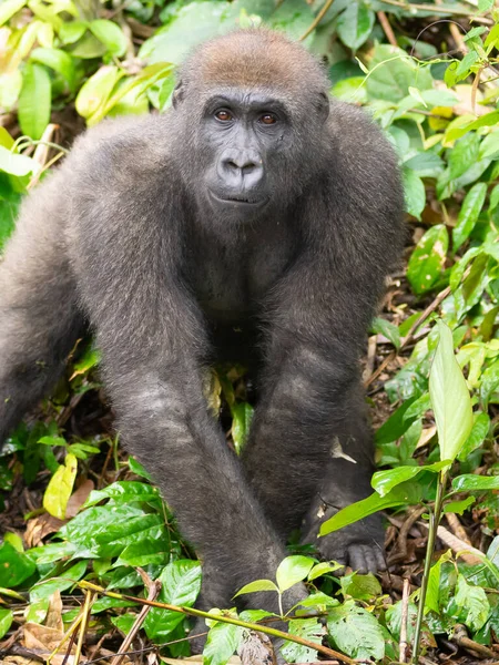 Gorille Occidental Gorilla Gorilla Afrique Gabon — Photo