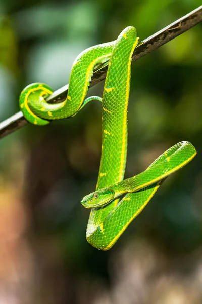 Trimeresurus Hageni Hagen Greem Pit Viper Found Jungle — стоковое фото