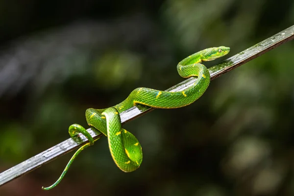 ハーゲンの緑のピットバイパートリメレスルス ハゲニがジャングルで発見されました — ストック写真