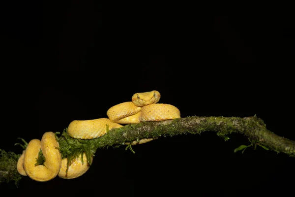 在哥斯达黎加 一种色彩艳丽的黄白相间的眼镜蛇 小毒蛇 Bothriechis Schlegelii盘绕在一棵树和葡萄藤中等待猎物的出现 — 图库照片