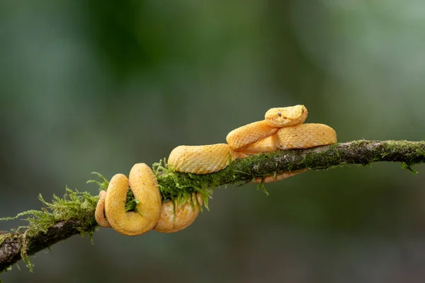 코스타리카에 나무와 속에서 먹이를 기다리고 색깔의 노란색 흰색의 바이퍼 엘리는 — 스톡 사진