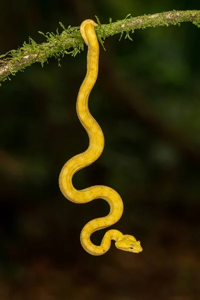 Strikingly Colored Yellow White Eyelash Pit Viper Bothriechis Schlegelii Coiled — стоковое фото