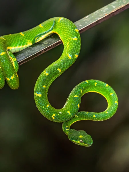 ハーゲンの緑のピットバイパートリメレスルス ハゲニがジャングルで発見されました — ストック写真