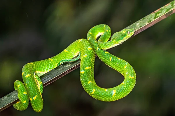 Trimeresurus Hageni Hagen Greem Pit Viper Found Jungle — Stok fotoğraf