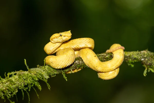 Strikingly Colored Yellow White Eyelash Pit Viper Bothriechis Schlegelii Coiled — Stockfoto