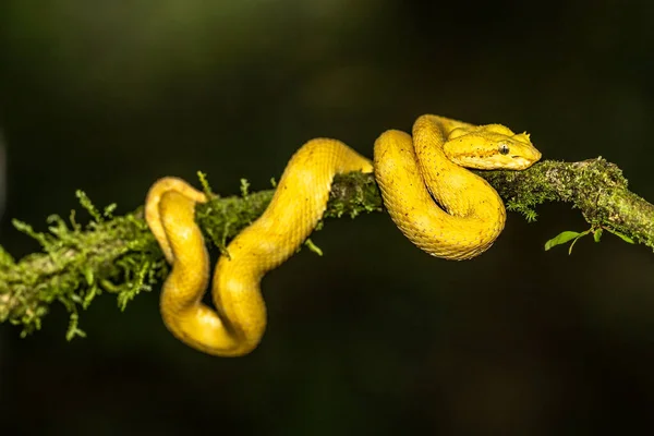 在哥斯达黎加 一种色彩艳丽的黄白相间的眼镜蛇 小毒蛇 Bothriechis Schlegelii盘绕在一棵树和葡萄藤中等待猎物的出现 — 图库照片