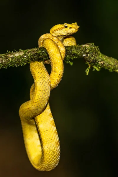 Strikingly Colored Yellow White Eyelash Pit Viper Bothriechis Schlegelii Coiled — Stok fotoğraf