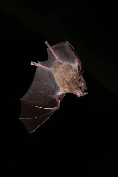 在哥斯达黎加的夜晚图片中 蝙蝠在热带雨林的美丽花朵中盘旋并饮用着花蜜 — 图库照片