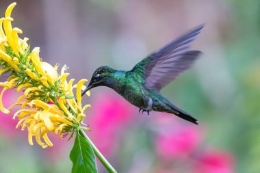 Kosta Rika 'da yeşil bir arka planda tek başına uçan yeşil menekşe kulaklı sinekkuşu (Colibri thalassinus)