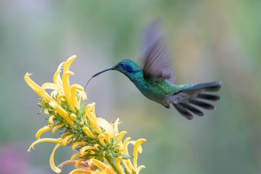 Kosta Rika 'da yeşil bir arka planda tek başına uçan yeşil menekşe kulaklı sinekkuşu (Colibri thalassinus)