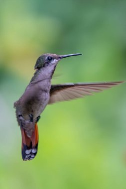 Ekvador 'daki en iyi sinekkuşu, tropik ormandaki vahşi yaşam. Doğadan vahşi yaşam sahnesi. Çiçekli sinekkuşu, uçuyor. Colibri, Trochilidae, (dezavantaj), Münzevi.