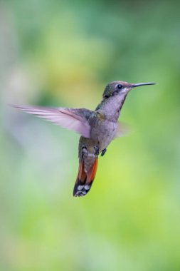 Ekvador 'daki en iyi sinekkuşu, tropik ormandaki vahşi yaşam. Doğadan vahşi yaşam sahnesi. Çiçekli sinekkuşu, uçuyor. Colibri, Trochilidae, (dezavantaj), Münzevi.