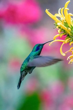 Kosta Rika 'da yeşil bir arka planda tek başına uçan yeşil menekşe kulaklı sinekkuşu (Colibri thalassinus)