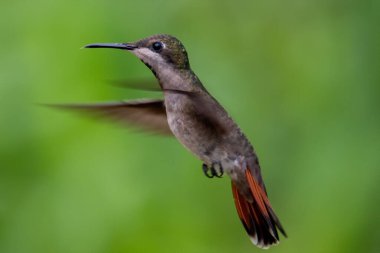 Ekvador 'daki en iyi sinekkuşu, tropik ormandaki vahşi yaşam. Doğadan vahşi yaşam sahnesi. Çiçekli sinekkuşu, uçuyor. Colibri, Trochilidae, (dezavantaj), Münzevi.