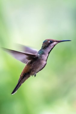 Ekvador 'daki en iyi sinekkuşu, tropik ormandaki vahşi yaşam. Doğadan vahşi yaşam sahnesi. Çiçekli sinekkuşu, uçuyor. Colibri, Trochilidae, (dezavantaj), Münzevi.