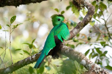 Resplendent Quetzal, Pharomachrus mocinno, Savegre in Costa Rica, with green forest in background. Magnificent sacred green and red bird. Birdwatching in jungle.
