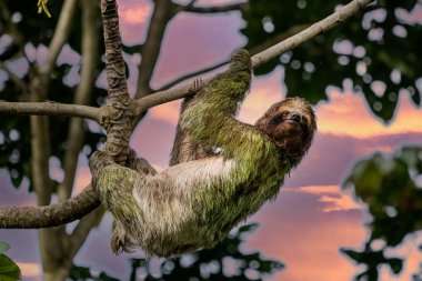A sloth smiling at the camera while hanging in the Costa Rican jungle. Really cute sloth looking directly to camera while is smiling. clipart
