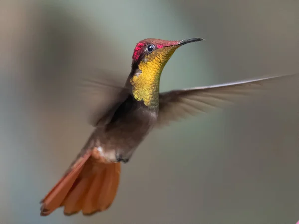 Colibrí Rubí Topacio Chrysolampis Mosquitus Ave Vuelo Colibrí Volando Con — Foto de Stock