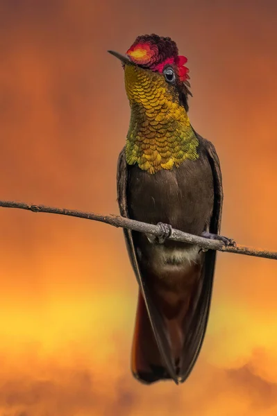 Ruby Topaz Hummingbird Chrysolampis Mosquitus Bird Flight Hummingbird Flying Blurred — Fotografia de Stock