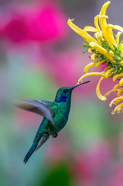 Green Violet-ear hummingbird (Colibri thalassinus) in flight isolated on a green background in Costa Rica