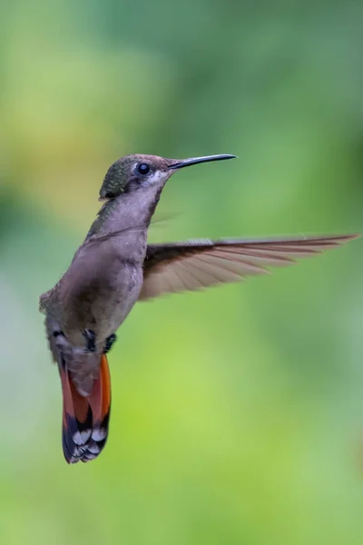 Melhor Beija Flor Equador Voo Vida Selvagem Selva Tropical Cena — Fotografia de Stock