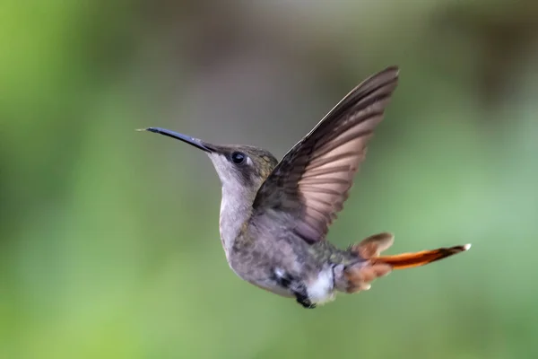 Best Humminbird Ecuador Flight Wildlife Tropic Jungle Wildlife Scene Nature — Stock Photo, Image