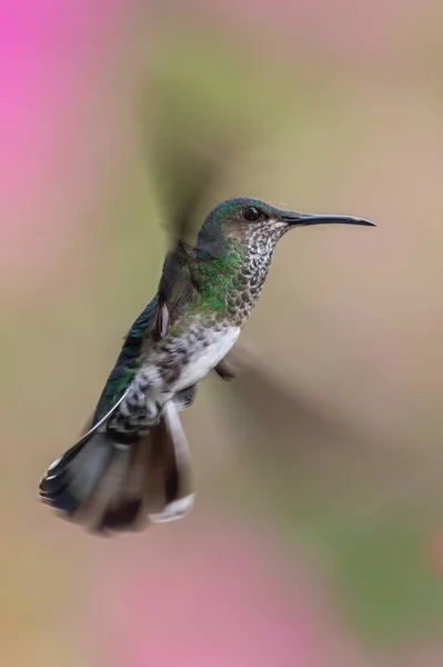Najlepszy Koliber Ekwadoru Locie Dzika Przyroda Tropikalnej Dżungli Scena Przyrodą — Zdjęcie stockowe