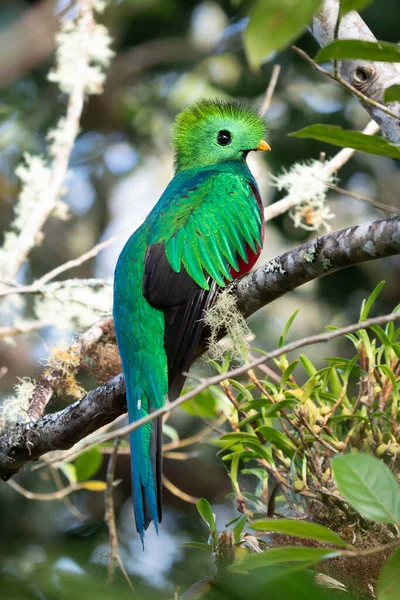 Resplandecente Quetzal Pharomachrus Mocinno Savegre Costa Rica Com Floresta Verde — Fotografia de Stock